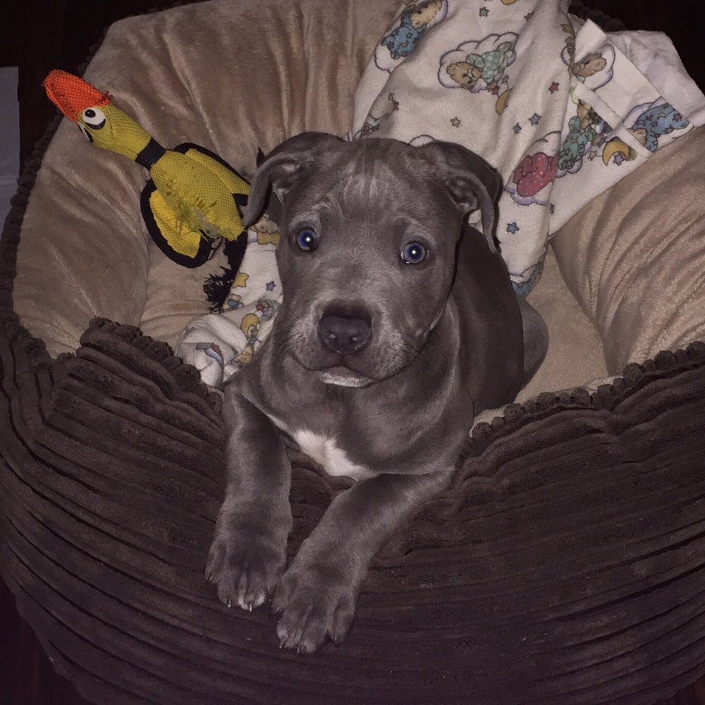 A Bark Idea - Cami is awesome!!!! - Pet Training Near Me - Redondo Beach, California A Bark Idea - Cami is awesome!!!! - Pet Training Near Me - Redondo Beach, California