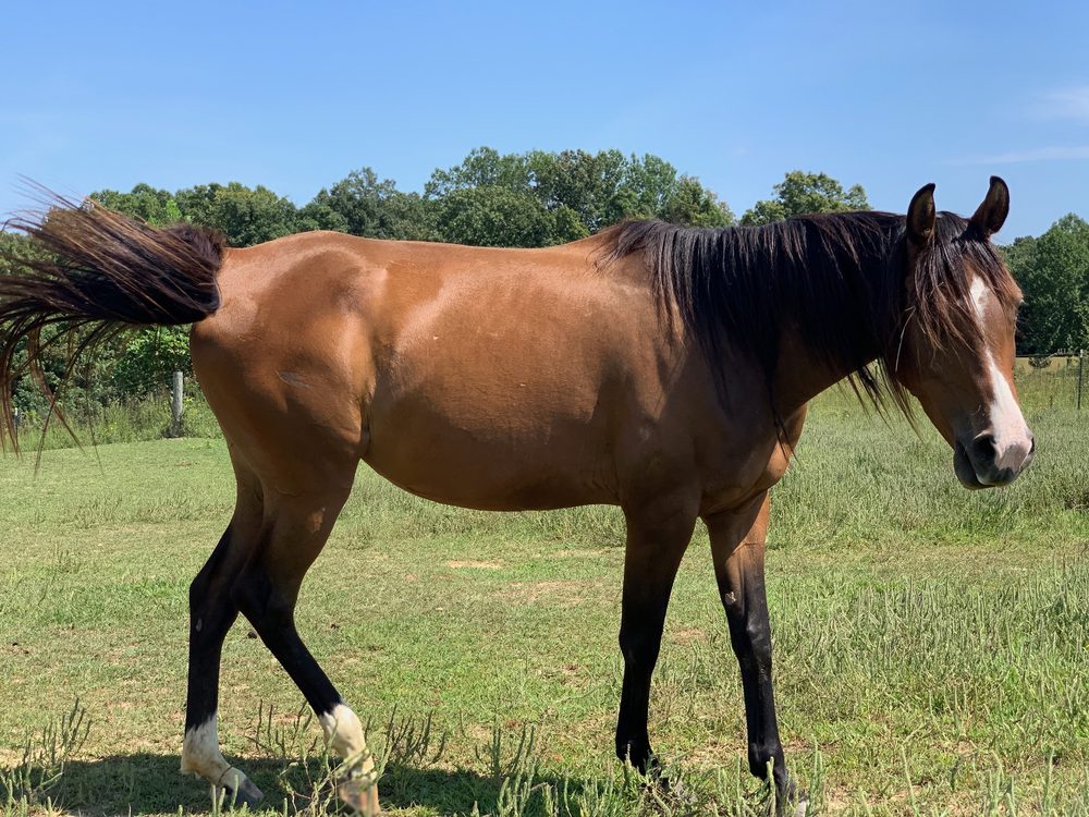 Smart Lil Acres - equestrian in Cottontown, TN