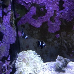 Living Reef Aquariums