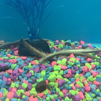 PetSmart - More dead fish - Pet Stores Near Me - Chula Vista, California
