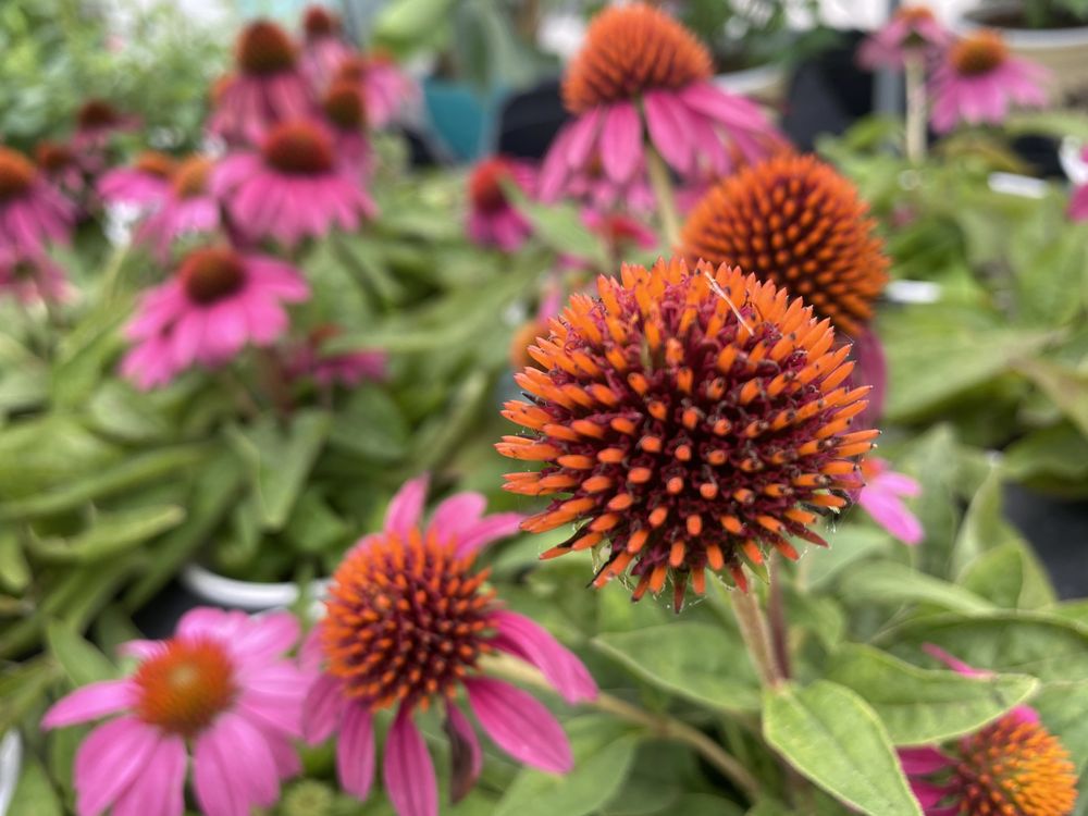 LOUISIANA NURSERY 52 Photos 39245 La42, Prairieville, Louisiana