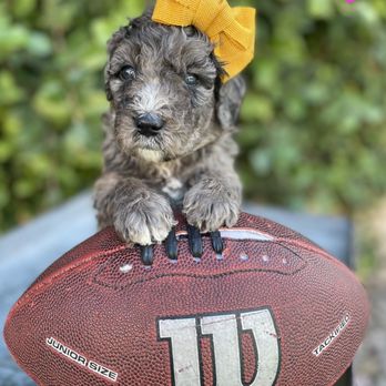Grand Canyon Bernedoodles - Pet Breeders Near Me Grand Canyon Bernedoodles - Pet Breeders Near Me