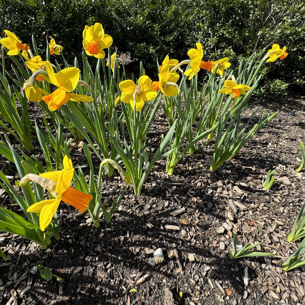 The Conservatory Garden