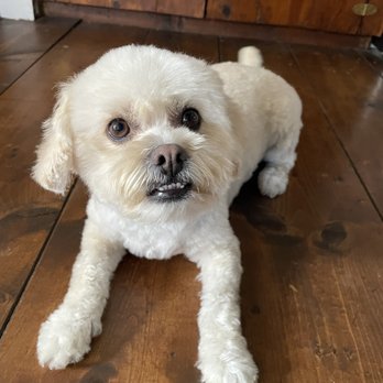 Ironmaya Pet Grooming - Haircut so well done and exactly the style I requested! - Pet Groomers Near Me - Arcadia, California Ironmaya Pet Grooming - Haircut so well done and exactly the style I requested! - Pet Groomers Near Me - Arcadia, California