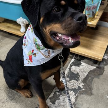 Penny's Pup Wash - Xmas scarf - Pet Groomers Near Me - Costa Mesa, California