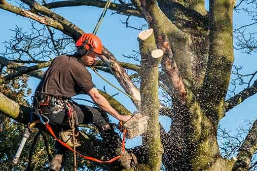 DJ's Tree Service - tree service in Montgomery, AL