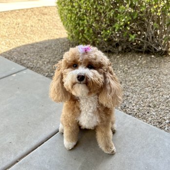 Shampooch 2 - Pet Groomers Near Me - Phoenix, Arizona Shampooch 2 - Pet Groomers Near Me - Phoenix, Arizona
