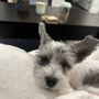 Photo of Puppy Town