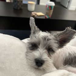 Puppy Town