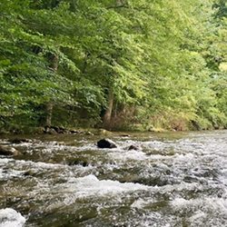 Cub Motel - Every room opens out onto Cosby Creek in the Smoky Mountains