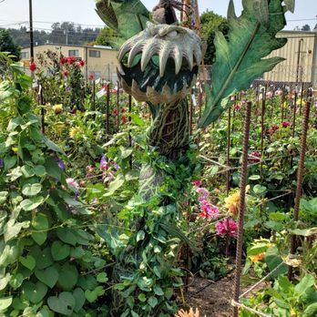 Post Street Farm - Pumpkin Patches Near Me - Santa Cruz, California