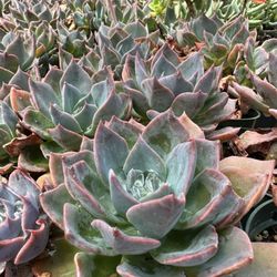 Happy Face Nursery