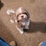 Photo of Refugee Canyon Veterinary Services