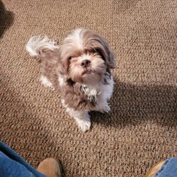 Refugee Canyon Veterinary Services - She was a beautiful happy 14 yr old baby
