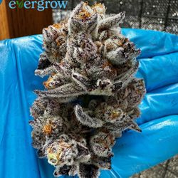 High 5 Cannabis - Jigglers by evergrow now at High 5 cannabis!