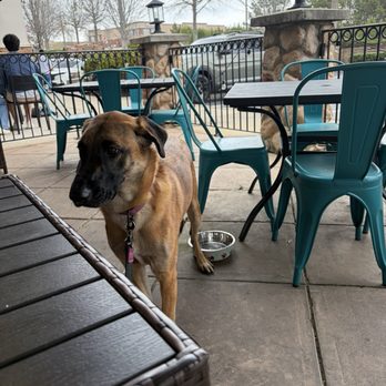 Dive - Southern Coastal Kitchen - Dog friendly patio with owner provided dog bowl and fresh water - Seafood Near Me - Canton, Georgia
