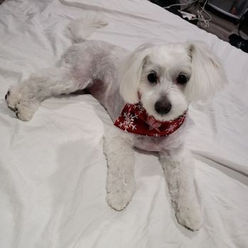 Cotton Candy Cut - Lola after.. pictures says it all!!! They are punctual and super kind and responsive !!! Definitely will use them from now on. - Pet Groomers Near Me