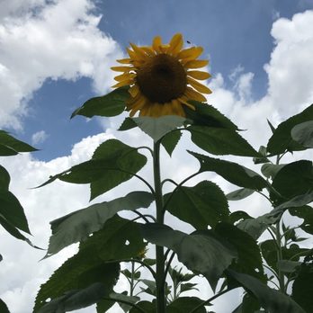 Sweetfields Farm - Farmers Market Near Me - Masaryktown, Florida