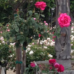 Great selection of any kind of roses, including Weeks Roses, and the prices are very low. Great selection of any kind of roses, including Weeks Roses, and the prices are very low.