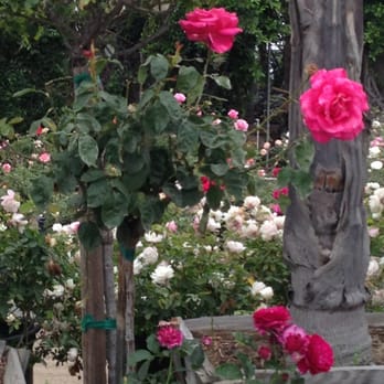Classic Nursery - Great selection of any kind of roses, including Weeks Roses, and the prices are very low. - Nurseries & Gardening Near Me - Sun Valley, California Classic Nursery - Great selection of any kind of roses, including Weeks Roses, and the prices are very low. - Nurseries & Gardening Near Me - Sun Valley, California