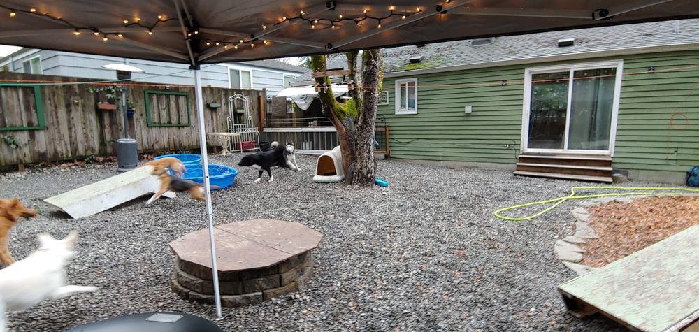 DailyDOGS - pet boarding facility in Shoreline, WA