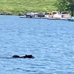 Black bear swimming across the lake close to the Aquatic Center.
