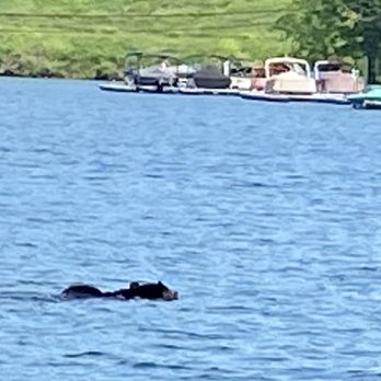 Aquatic Center - Black bear swimming across the lake close to the Aquatic Center. - Boating Near Me - Mc Henry, Maryland