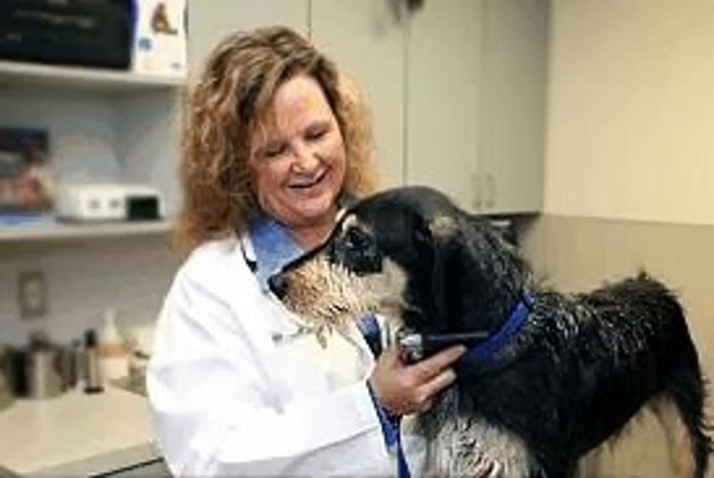 Rose Rock Veterinary Hospital & Pet Resort - pet boarding facility in Norman, OK