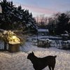 Tailwaggers Pet Sitting Services gift card