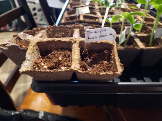 Burpee Seeds and Plants by null