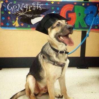 PetSmart - My German Shepherd Puppy Shane just graduated today! - Pet Training Near Me - Chino Hills, California PetSmart - My German Shepherd Puppy Shane just graduated today! - Pet Training Near Me - Chino Hills, California