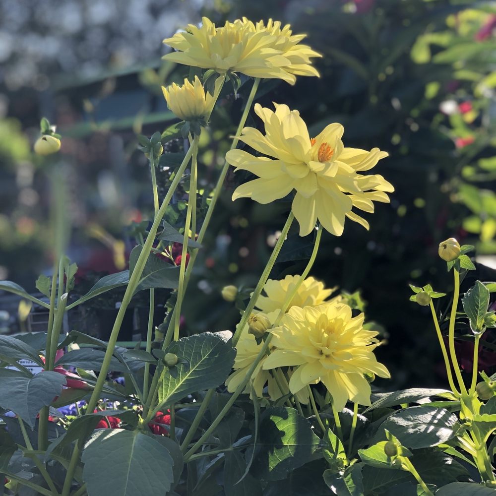 The Best 10 Gift Shops near Milton Flower Shop in Milton, MA Yelp