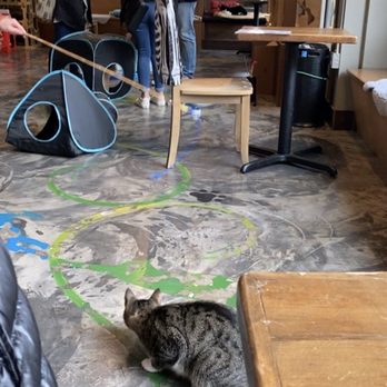 Seattle Meowtropolitan - Cat cafe - Themed Cafes Near Me - Seattle, Washington