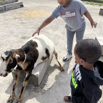 Ark Encounter - Goats and kids lol - Museums Near Me - Williamstown, Kentucky Ark Encounter - Goats and kids lol - Museums Near Me - Williamstown, Kentucky