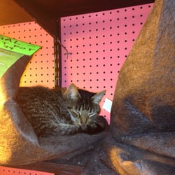 Planet K East - Tiger the shop cat