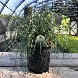 Latham's Nursery Inc. - Carex 'Blue Zinger' Sedge 1G