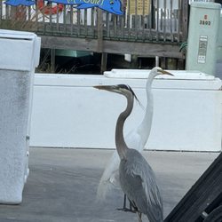 Treasure Island Seafood Market - Free entertainment