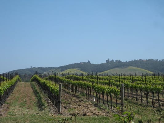 Tolosa Winery by null