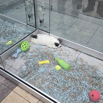 Fashionable Pets - napping - Pet Stores Near Me - Paramus, New Jersey Fashionable Pets - napping - Pet Stores Near Me - Paramus, New Jersey