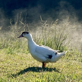 James H Floyd State Park - Parks Near Me - Summerville, Georgia James H Floyd State Park - Parks Near Me - Summerville, Georgia