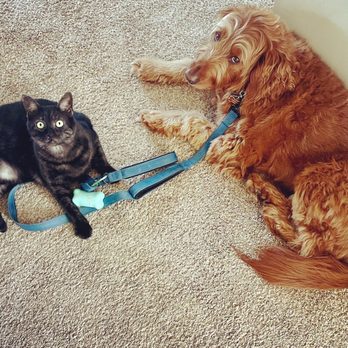 Snickersdoodles - Pet Breeders Near Me