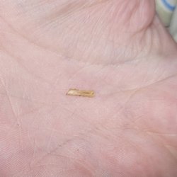 WinCo Foods - Tiny animal bone of some sort, on the palm of my hand.