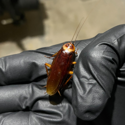 Advanced Wildlife and Pest Control