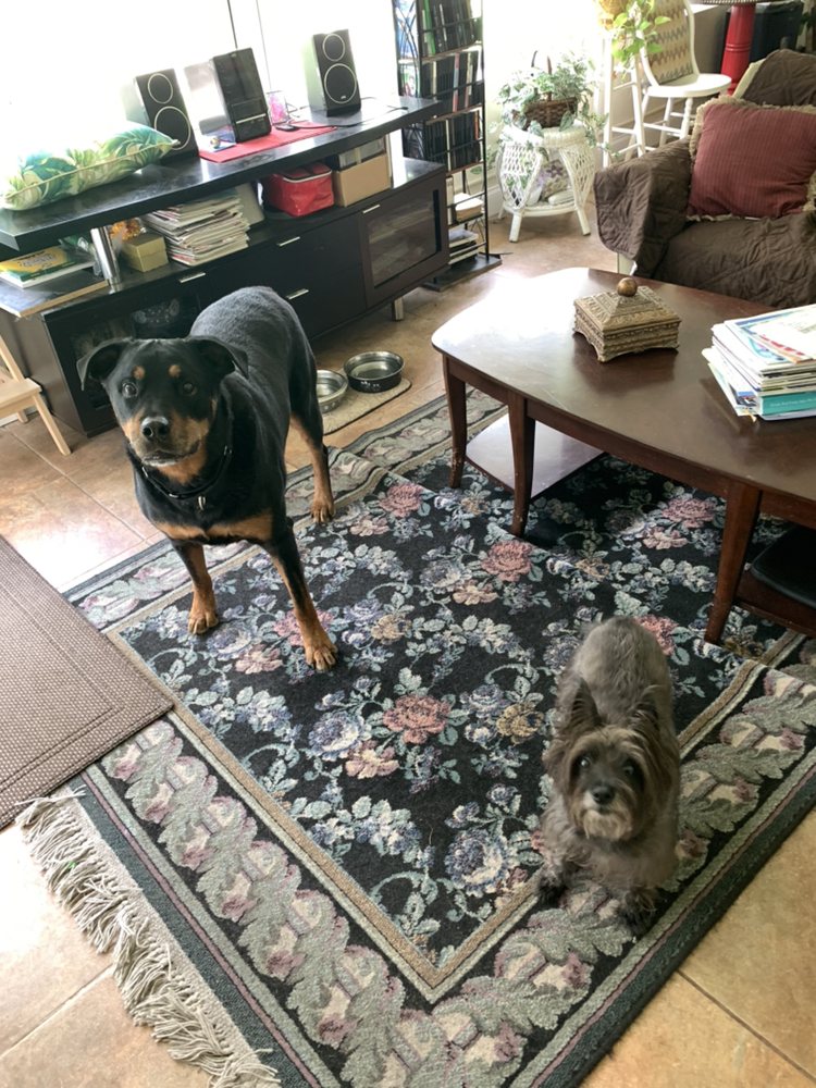 ORLANDO DOG WALKERS 1607 Oranole Rd, Maitland, Florida Yelp