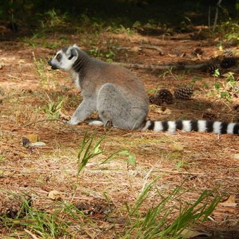 Duke University Lemur Center - Zoos Near Me - Durham, North Carolina