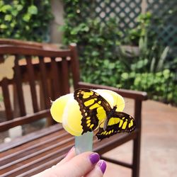 Butterfly House & Aquarium