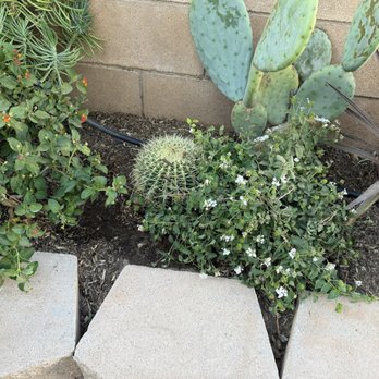 Moon Valley Nurseries - Too close together - Tree Services Near Me - Chino, California Moon Valley Nurseries - Too close together - Tree Services Near Me - Chino, California