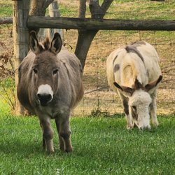 Long Meadows Farm