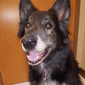 Veterinary Specialty Center - May Tucker Rest In Peace... - Veterinarians Near Me - Bannockburn, Illinois Veterinary Specialty Center - May Tucker Rest In Peace... - Veterinarians Near Me - Bannockburn, Illinois
