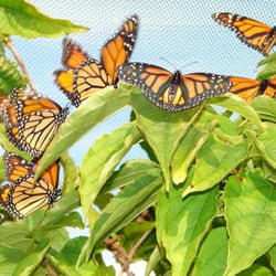 The Garden of Wings Butterfly Pavilion - Tree full of Monarch Butterflies